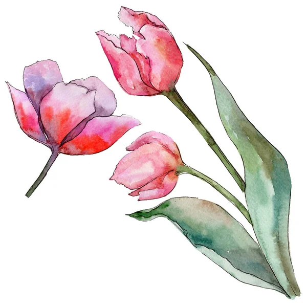 Цветок тюльпана в акварельном стиле изолирован . — стоковое фото