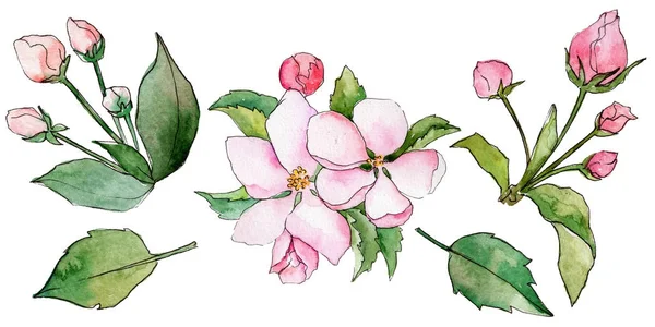 Flores de flores silvestres de maçã em um estilo aquarela isolado . — Fotografia de Stock