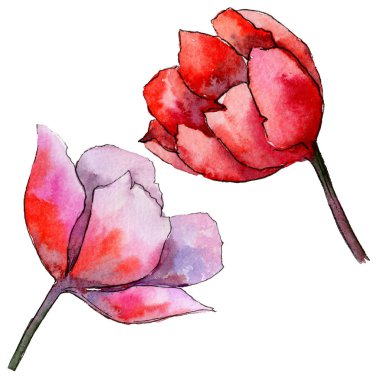 Kır çiçeği Lale çiçek izole bir suluboya tarzında.