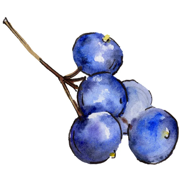 Blueberry wild fruit in a watercolor style isolated. — Stock Photo, Image