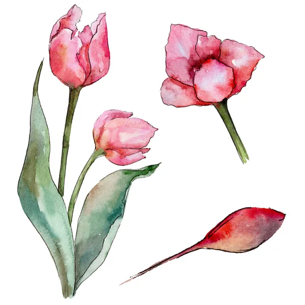 Wildflower tulip blomma i akvarell stil isolerade. — Stockfoto
