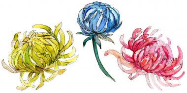 Kır çiçeği Kasımpatı çiçeği izole bir suluboya tarzında.