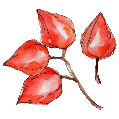 Physalis yabani meyve izole bir suluboya tarzında.