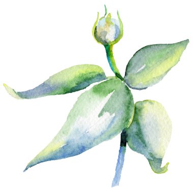 Kır çiçeği eustoma çiçek izole bir suluboya tarzında.