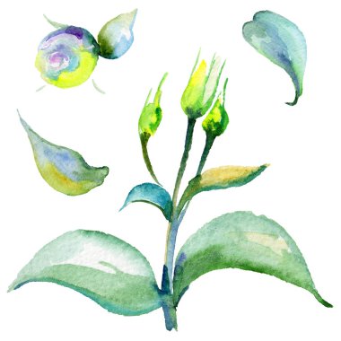 Kır çiçeği eustoma çiçek izole bir suluboya tarzında.