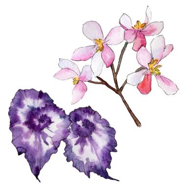 Kır çiçeği begonia çiçek izole bir suluboya tarzında.