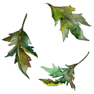 Kır çiçeği yaprağı Kasımpatı çiçeği izole bir suluboya tarzında.