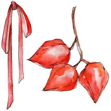 Physalis yabani meyve izole bir suluboya tarzında.