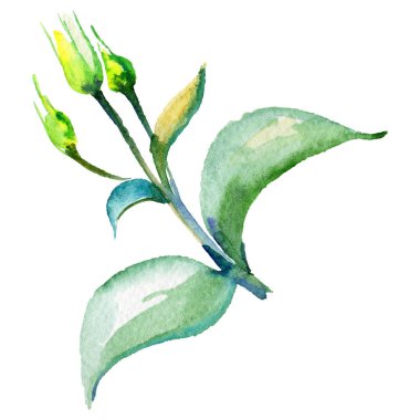 Kır çiçeği eustoma çiçek izole bir suluboya tarzında.