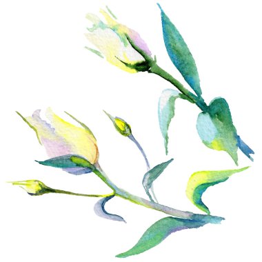 Kır çiçeği eustoma çiçek izole bir suluboya tarzında.