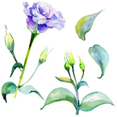 Kır çiçeği eustoma çiçek izole bir suluboya tarzında.