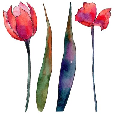 Kır çiçeği Lale çiçek izole bir suluboya tarzında.