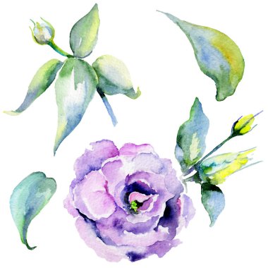 Kır çiçeği eustoma çiçek izole bir suluboya tarzında.