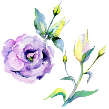 Kır çiçeği eustoma çiçek izole bir suluboya tarzında.