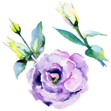 Kır çiçeği eustoma çiçek izole bir suluboya tarzında.