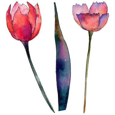 Kır çiçeği Lale çiçek izole bir suluboya tarzında.