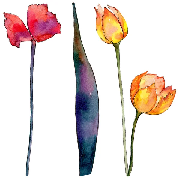 Цветок тюльпана в акварельном стиле изолирован . — стоковое фото