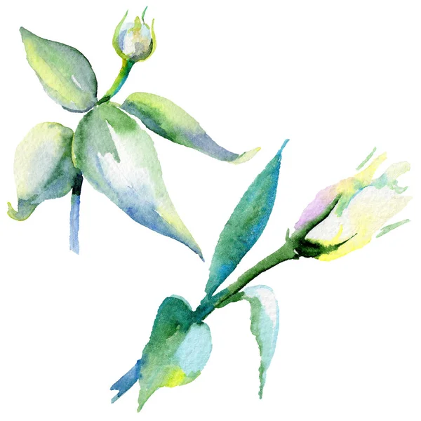 Wildflower eustoma flower in a watercolor style isolated. — Stock Photo, Image
