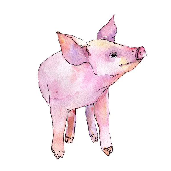 Pig wild animal in a watercolor style isolated. — Stock Photo, Image