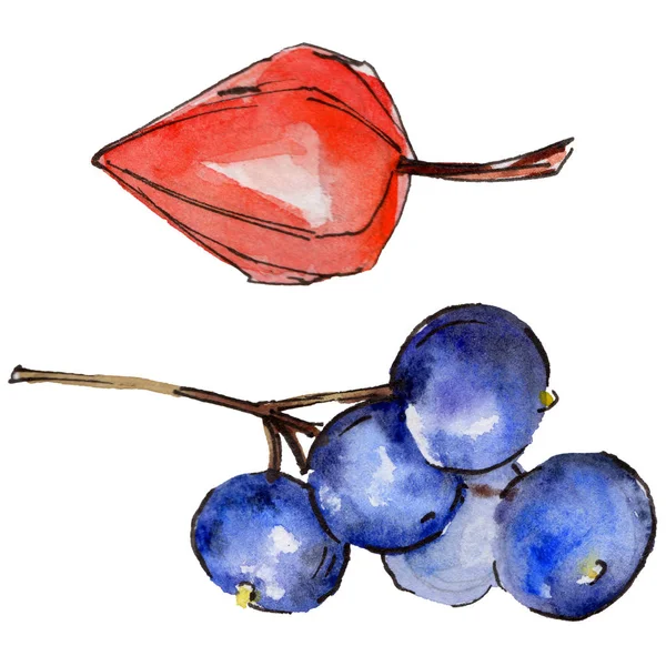 Physalis and blueberry wild fruits in a watercolor style isolated. — Stock Photo, Image