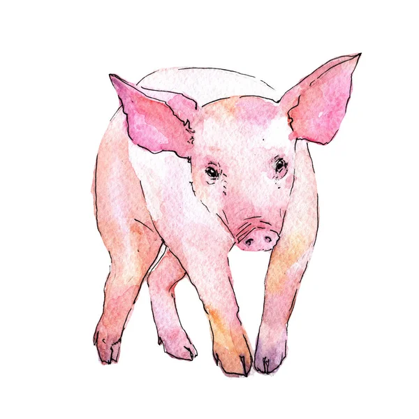 Pig wild animal in a watercolor style isolated. — Stock Photo, Image