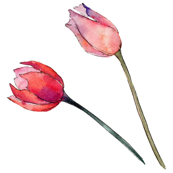 Flor de tulipa de flores silvestres em um estilo aquarela isolado . — Fotografia de Stock