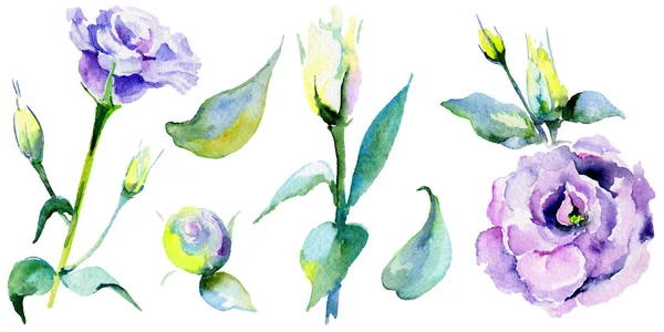 Wildflower eustoma flower in a watercolor style isolated. — Stock Photo, Image