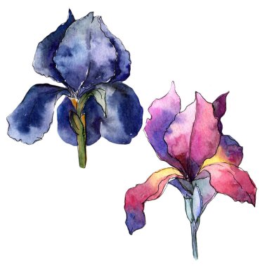 Kır çiçeği renkli iris çiçeği izole bir suluboya tarzında.