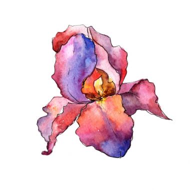 Kır çiçeği renkli iris çiçeği izole bir suluboya tarzında.