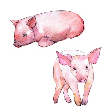 Domuz vahşi hayvan izole bir suluboya tarzında.