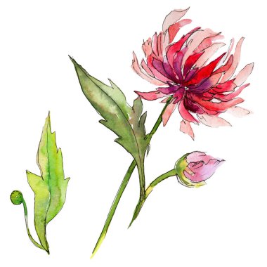 Kır çiçeği chrysantemum çiçek izole bir suluboya tarzında.