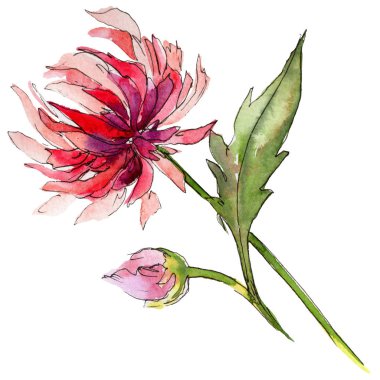 Kır çiçeği chrysantemum çiçek izole bir suluboya tarzında.