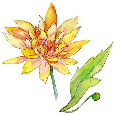 Kır çiçeği chrysantemum çiçek izole bir suluboya tarzında.