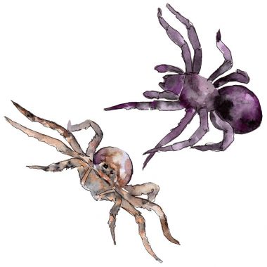 Egzotik tarantula vahşi böcek izole bir suluboya tarzında.