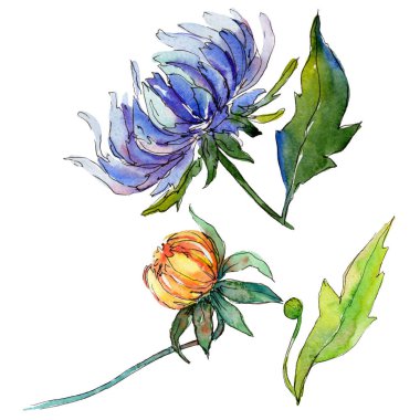 Kır çiçeği chrysantemum çiçek izole bir suluboya tarzında.