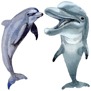 Yunus yabani memeliler izole bir suluboya tarzında.