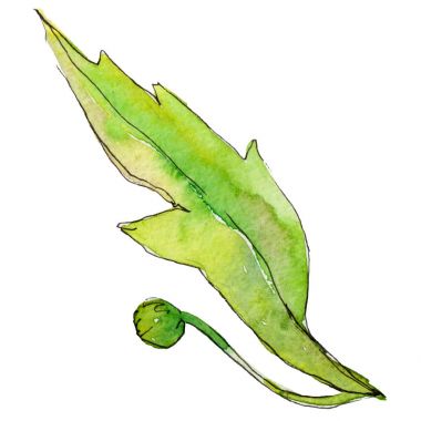 Kır çiçeği chrysantemum çiçek izole bir suluboya tarzında.