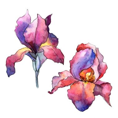 Kır çiçeği renkli iris çiçeği izole bir suluboya tarzında.