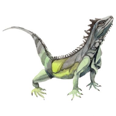 İzole bir suluboya tarzında egzotik Iguana.
