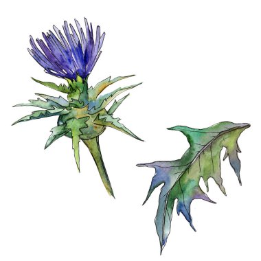 Kır çiçeği thistle çiçek izole bir suluboya tarzında.