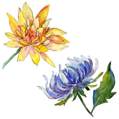 Kır çiçeği chrysantemum çiçek izole bir suluboya tarzında.