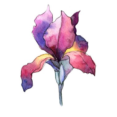 Kır çiçeği renkli iris çiçeği izole bir suluboya tarzında.