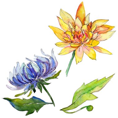 Kır çiçeği chrysantemum çiçek izole bir suluboya tarzında.