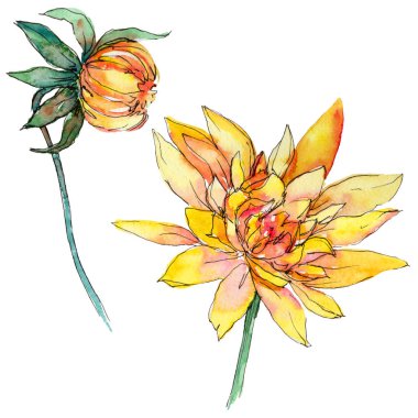 Kır çiçeği chrysantemum çiçek izole bir suluboya tarzında.