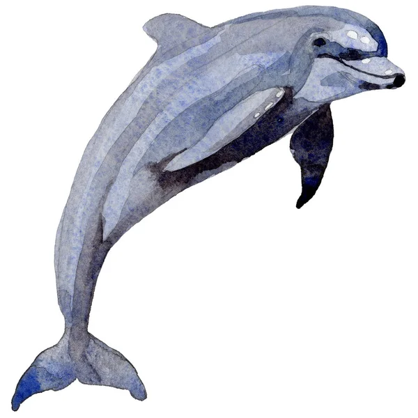 Delfin vadon élő emlősök elszigetelt akvarell stílusú. — Stock Fotó