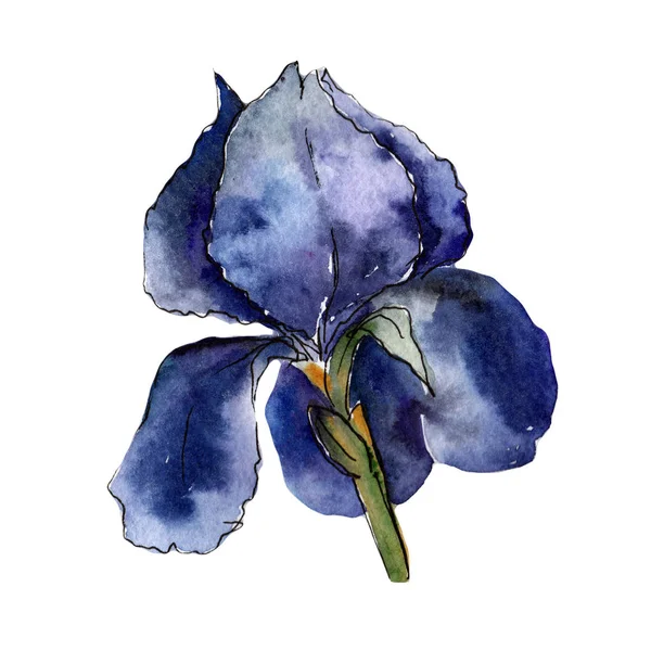 Fleurs sauvages colorées iris fleur dans un style aquarelle isolé . — Photo