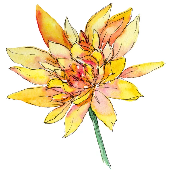 Fiore di crisantemo selvatico in uno stile ad acquerello isolato . — Foto Stock