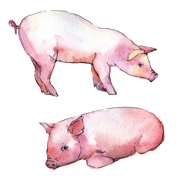 Porco animal selvagem em um estilo aquarela isolado . — Fotografia de Stock