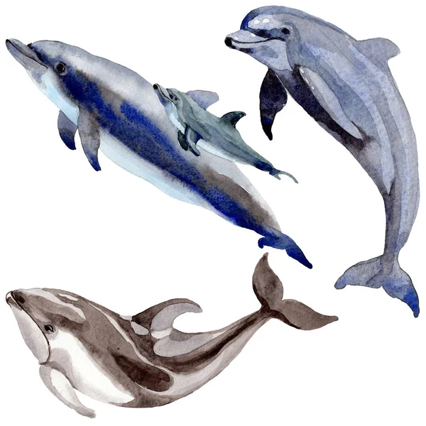 Mammifères sauvages dauphins dans un style aquarelle isolé . — Photo