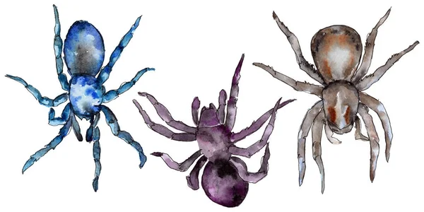 Exotic tarantula wild insect in a watercolor style isolated. — Stock Photo, Image